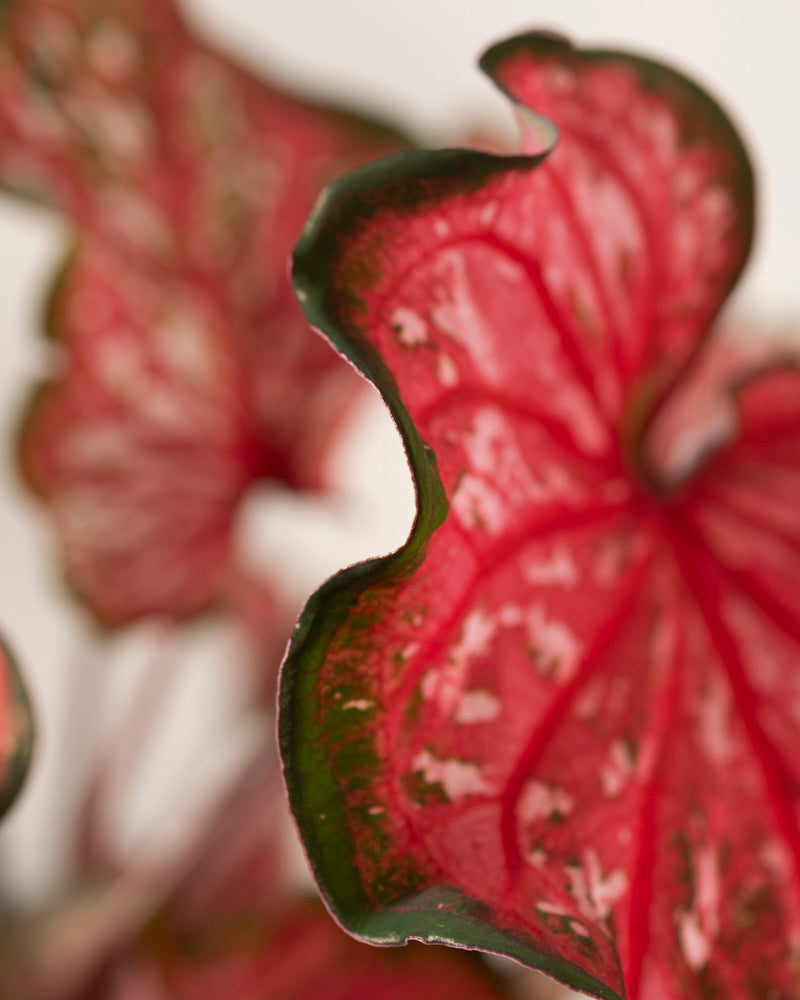 Nahaufnahme der Caladium „Pink Panther“ mit gewellten, leuchtend roten und grünen Blättern mit weißen Sprenkeln. Der leicht unscharfe Hintergrund hebt die strukturierte Oberfläche und die auffälligen Farben des Blattes hervor.