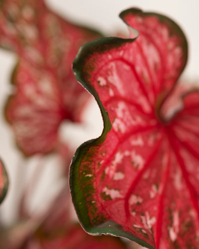 Nahaufnahme der Caladium „Pink Panther“ mit gewellten, leuchtend roten und grünen Blättern mit weißen Sprenkeln. Der leicht unscharfe Hintergrund hebt die strukturierte Oberfläche und die auffälligen Farben des Blattes hervor.