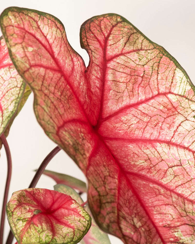 Caladium 'Party Punch'