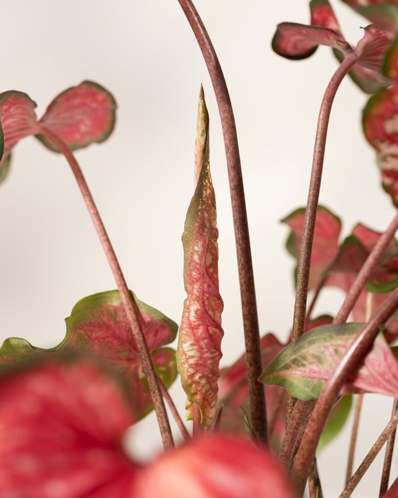 Nahaufnahme der Caladium „Pink Panther“ mit ihren herzförmigen Blättern in Rosa und Grün. Ein neues Blatt entfaltet sich nach oben vor einem leicht verschwommenen, hellen Hintergrund.