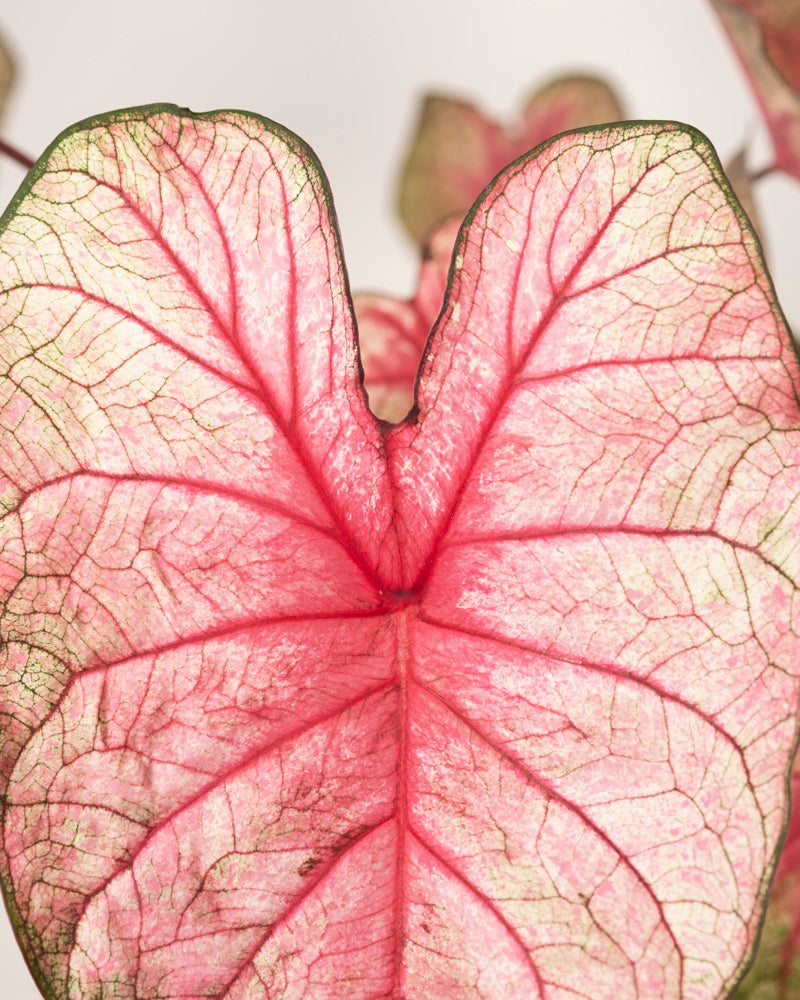 Caladium 'Party Punch'