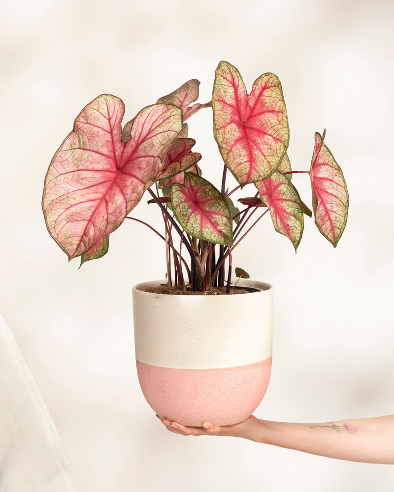 Caladium 'Party Punch'