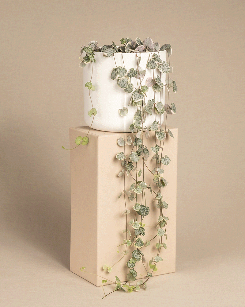 Pinke Leuchterpflanze in unterschiedlich farbigen Soft Kunststofftöpfen