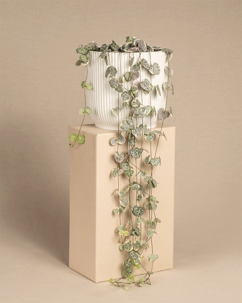 Pinke Leuchterpflanze in unterschiedlich farbigen Vibes Kunststofftöpfen