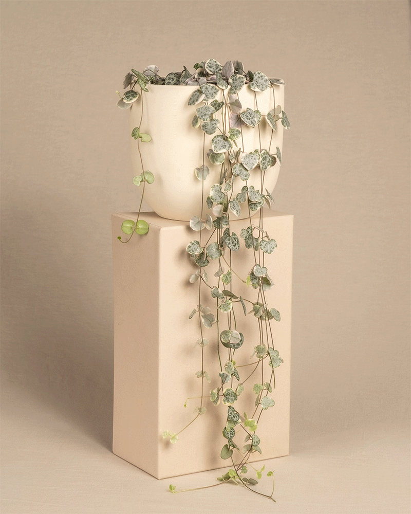 Pinke Leuchterpflanze in unterschiedlich farbigen Keramiktöpfen