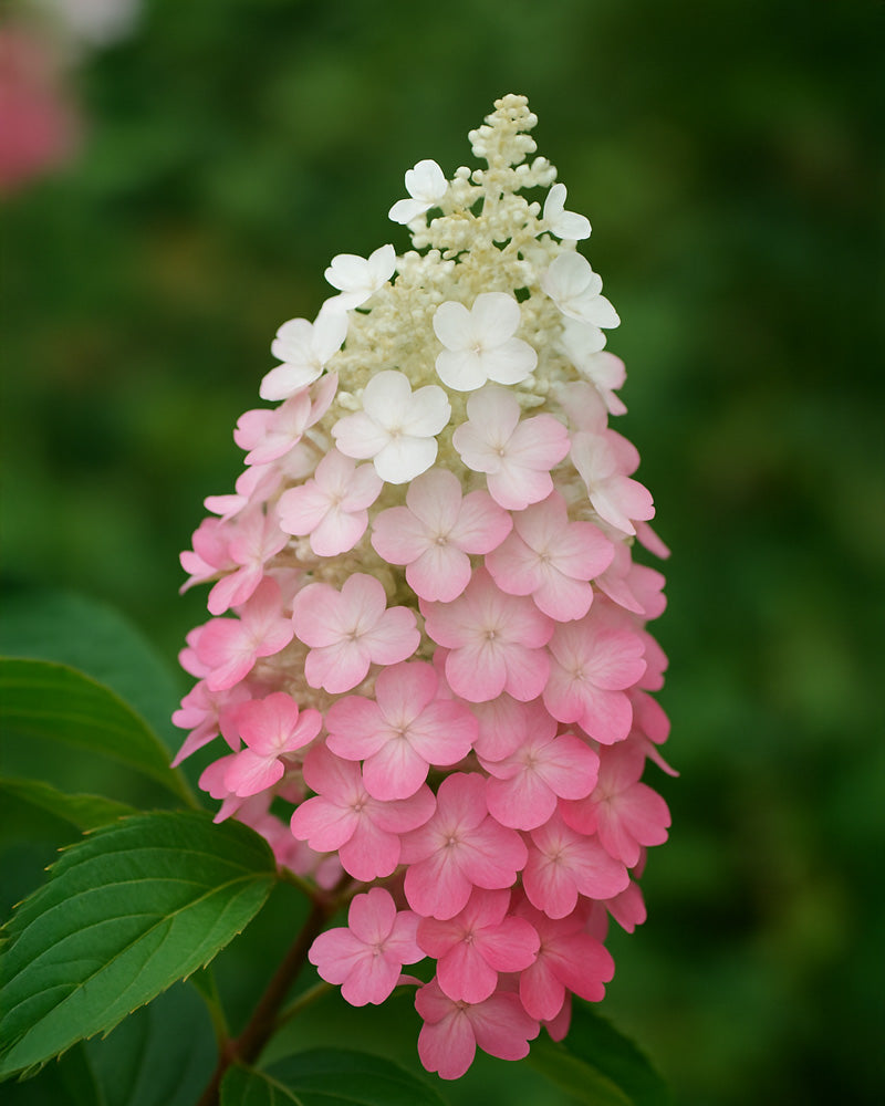 Eine Nahaufnahme der Pinke Rispenhortensie zeigt weiße Blüten an der Spitze, die an der Basis in Rosa übergehen, vor einem verschwommenen grünen Hintergrund - perfekt, um Ihren Balkon zu verschönern.