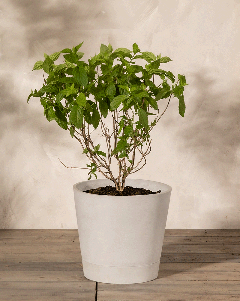 Eine kleine grünblättrige Pinke Rispenhortensie mit dünnen Zweigen wächst in einem schlichten weißen Topf, der auf einer hölzernen Fläche vor einer beigen Wand steht - perfekt, um jeden Balkon aufzuhellen.