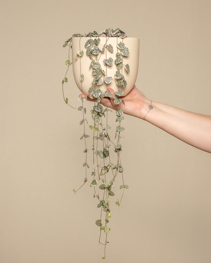 Pinke Leuchterpflanze in einem hellen Kermaiktopf von feey