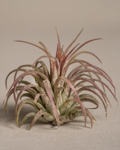 Nahaufnahme einer Luftpflanze, wissenschaftlich bekannt als Tillandsia ionantha rubra, mit dünnen, stacheligen Blättern in Grün- und Rottönen, die sich von der Mitte nach außen kräuseln. Der Hintergrund ist ein neutrales Beige, das die komplexe Struktur und die lebendige Färbung der Pflanze hervorhebt.