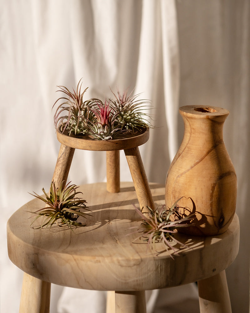 Auf einem kleinen Holzhocker steht ein Holzständer mit Luftpflanzen darauf, darunter eine leuchtend rosa Luftpflanze. Dazu gibt es eine Holzvase und weitere Luftpflanzen. Der Hintergrund besteht aus hellem drapiertem Stoff und die gesamte Szene ist in natürliches Licht getaucht.