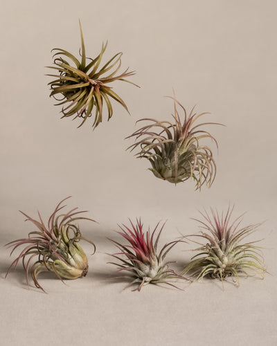 Eine Sammlung von fünf Luftpflanzen (Tillandsia) wird vor einem hellbeigen Hintergrund präsentiert. Eine rosa Luftpflanze schwebt in der Luft, eine andere sitzt etwas darunter und die restlichen drei, darunter eine rosa Tillandsia ionantha rubra, sind in einer Reihe am unteren Rand angeordnet. 