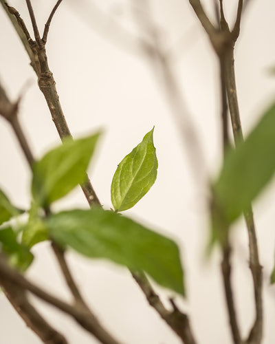 Nahaufnahme von grünen Blättern der Pinke Rispenhortensie (Hydrangea paniculata) und braunen Zweigen vor einem weichen, hellen Hintergrund. Der Fokus liegt auf einem zentralen Blatt, die umliegenden Blätter und Zweige sind leicht verschwommen.