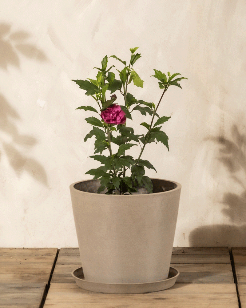 Ein Pinker Hibiskus mit sattgrünen Blättern und einer einzelnen rosafarbenen Blüte sitzt auf einer hölzernen Oberfläche und wirft sanfte Schatten - ideal, um Farbe in Ihre Terrasse oder Ihren Garten zu bringen.