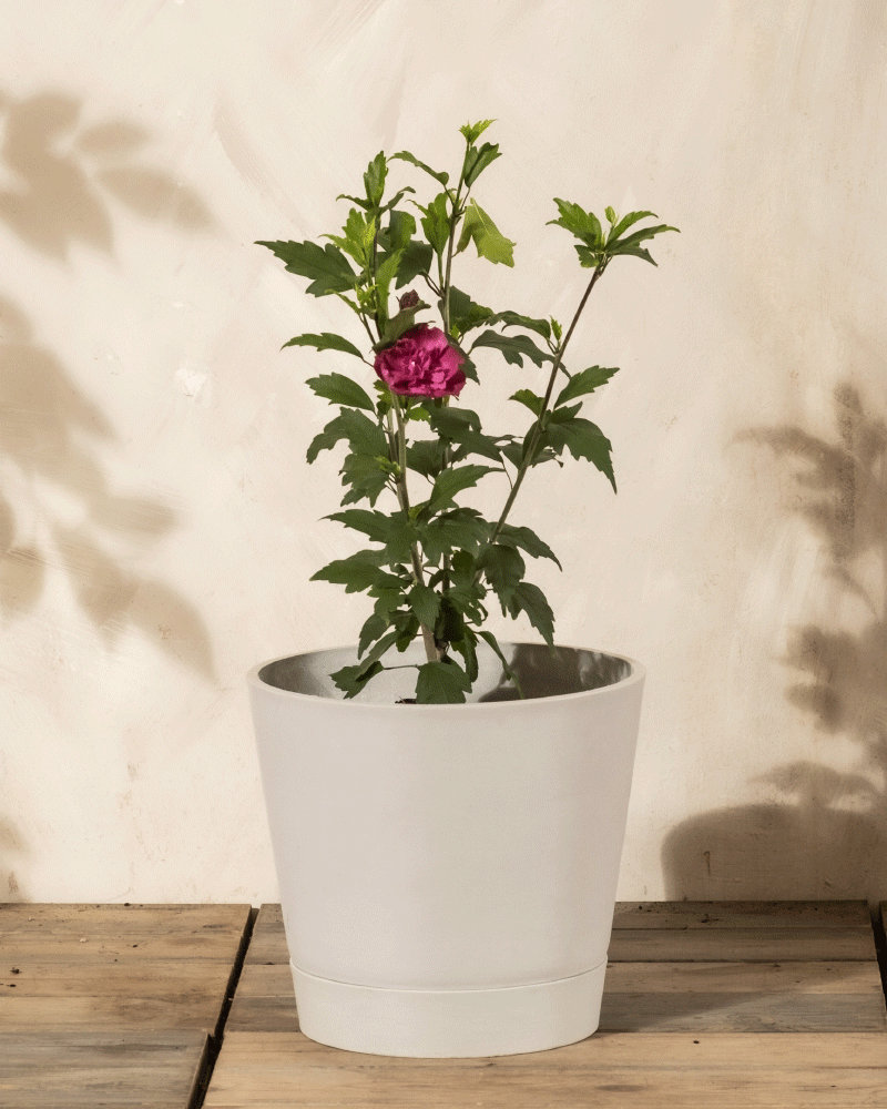 Der Pinker Hibiskus, eine kleine grüne Pflanze mit einer leuchtend rosafarbenen Blüte in einem schlichten weißen Topf, steht auf einer hölzernen Fläche vor einer hellen Wand - perfekt, um jede Terrasse oder jeden Garten zu verschönern. Die Schatten der Blätter tanzen sanft über den Hintergrund.