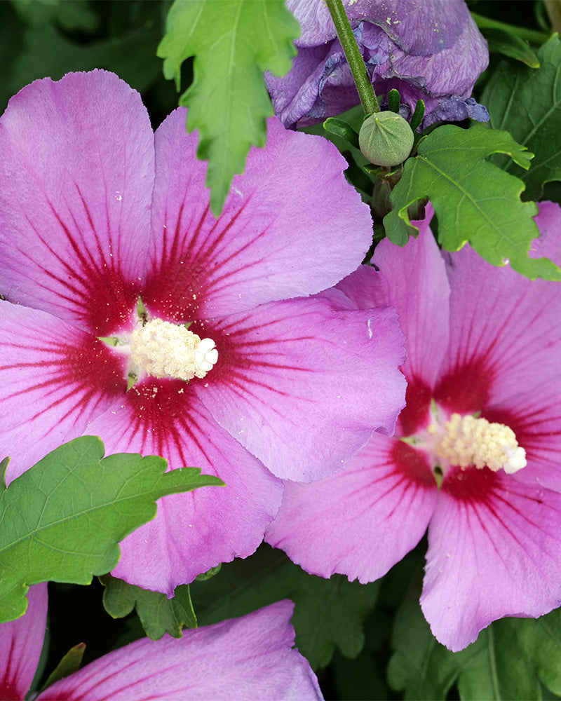 pinker Hibiskusblüten