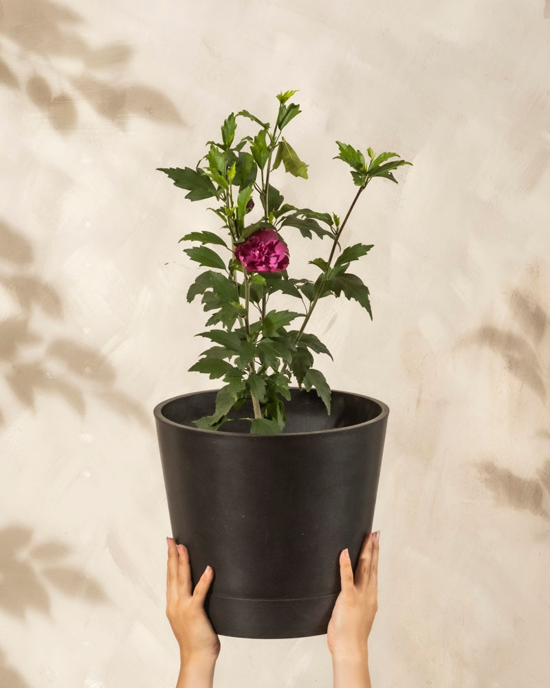 Die Hände halten einen schwarzen Blumentopf mit einem grünen Pinker Hibiskus hoch, der vor einem hellen, strukturierten Hintergrund eine blühende, rosafarbene Blume zeigt - perfekt, um Ihre Terrasse oder Ihren Garten zu verschönern.