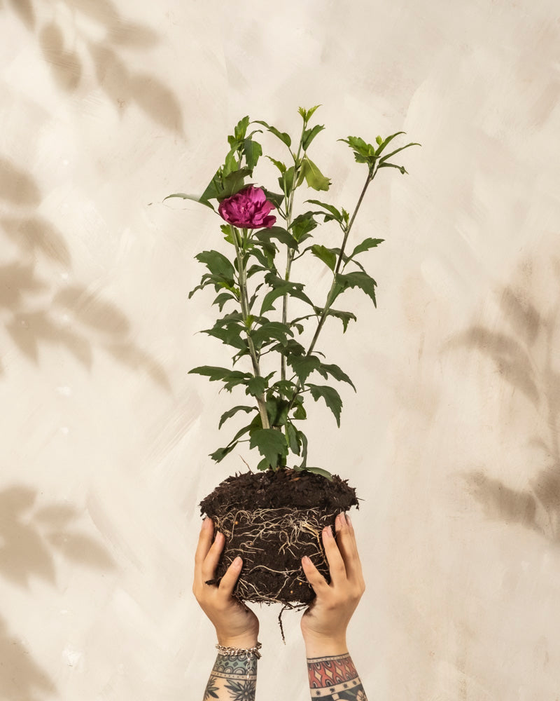 Tätowierte Hände halten einen Pinker Hibiskus mit freiliegenden Wurzeln und Erde hoch, der grüne Blätter und eine einzelne rosa Blüte vor einem hellen, strukturierten Hintergrund zeigt - eine ideale Inspiration für Garten oder Terrasse.
