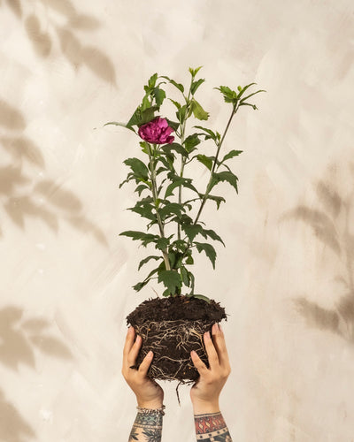 Tätowierte Hände halten einen Pinker Hibiskus mit freiliegenden Wurzeln und Erde hoch, der grüne Blätter und eine einzelne rosa Blüte vor einem hellen, strukturierten Hintergrund zeigt - eine ideale Inspiration für Garten oder Terrasse.