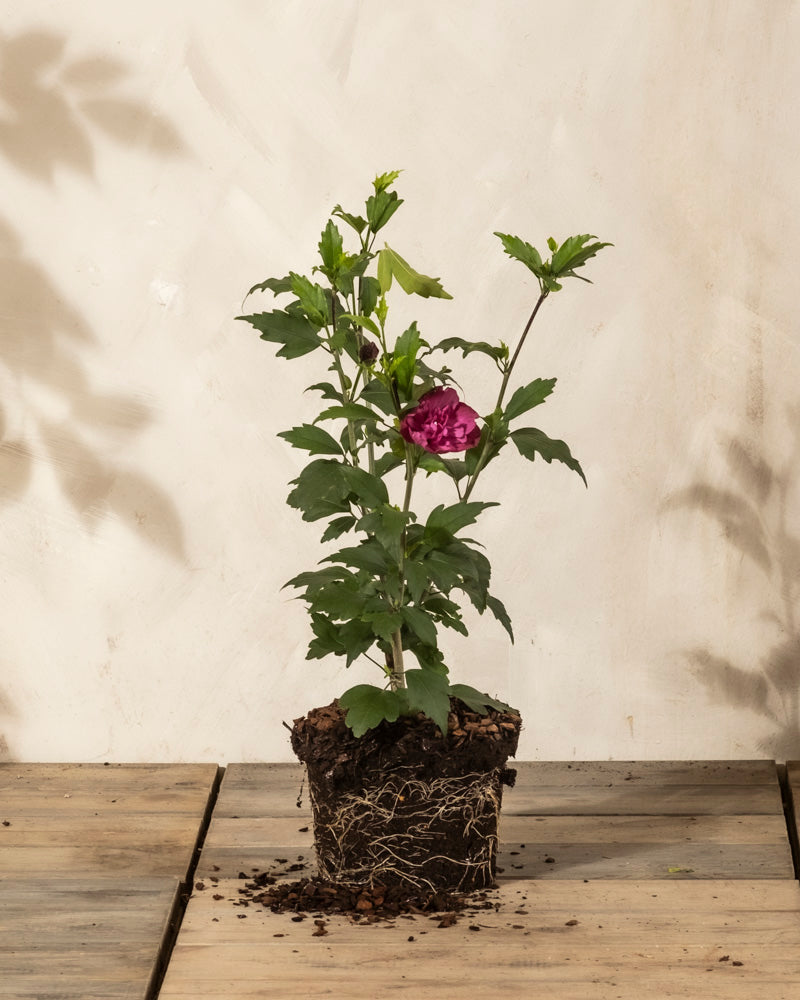Ein kleiner getöpferter Pinker Hibiskus mit grünen Blättern und einer einzelnen rosafarbenen Blüte sitzt auf einer hölzernen Oberfläche, die seine Wurzeln und lockere Erde freilegt. Der neutrale, helle Wandhintergrund macht es perfekt für jede Terrasse oder jeden Garten.
