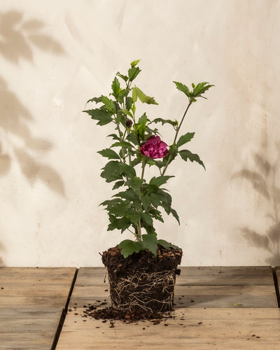 Ein kleiner getöpferter Pinker Hibiskus mit grünen Blättern und einer einzelnen rosafarbenen Blüte sitzt auf einer hölzernen Oberfläche, die seine Wurzeln und lockere Erde freilegt. Der neutrale, helle Wandhintergrund macht es perfekt für jede Terrasse oder jeden Garten.