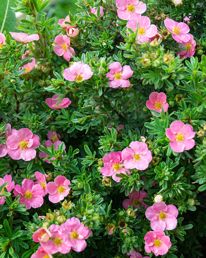 Ein üppiger Strauch, geschmückt mit zahlreichen kleinen, leuchtend rosa Blüten und satten grünen Blättern, die an die Rosa Fingerstrauch erinnern. Die Blütenblätter sind zart und zahlreich und bilden ein dichtes, farbenfrohes Bild. Diese pflegeleichte Pflanze fängt die lebendige, natürliche Schönheit der blühenden Rosablüten in voller Blüte ein.