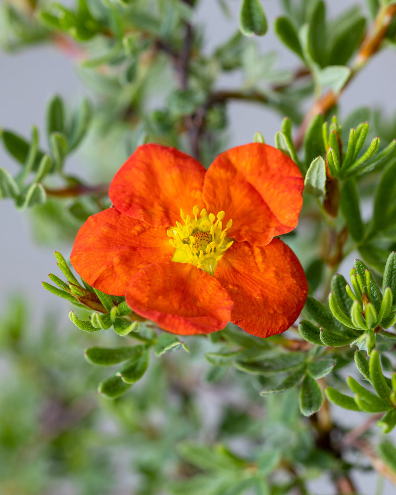 Nahaufnahme einer leuchtend orangen Roten Fingerstrauchblüte mit gelber Mitte, umgeben von grünen Blättern und Stielen. Die Blütenblätter sind dünn und leicht gekräuselt. Der Hintergrund ist verschwommen und lenkt den Fokus auf diese robuste Blüte.