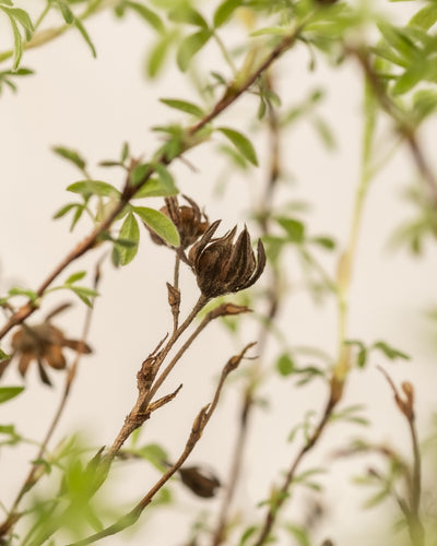 Eine Nahaufnahme einer Samenkapsel des Fingerstrauch-Trios auf einem Ast, umgeben von grünen Blättern in einem Garten. Der Hintergrund ist leicht verschwommen, sodass der Fokus auf der Samenkapsel in der Mitte liegt. Die natürlichen Elemente erzeugen einen Kontrast zwischen der verwelkten Kapsel und dem frischen Laub.