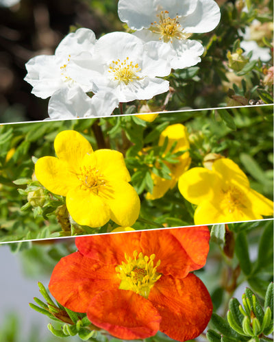Ein zusammengesetztes Bild zeigt ein Fingerstrauch-Trio: Der obere Teil zeigt weiße Blüten mit gelber Mitte, der mittlere Teil leuchtend gelbe Blüten und der untere Teil leuchtend orangerote Blüten. Alle sind von üppigem grünem Laub umgeben und schaffen eine malerische Gartenszene.