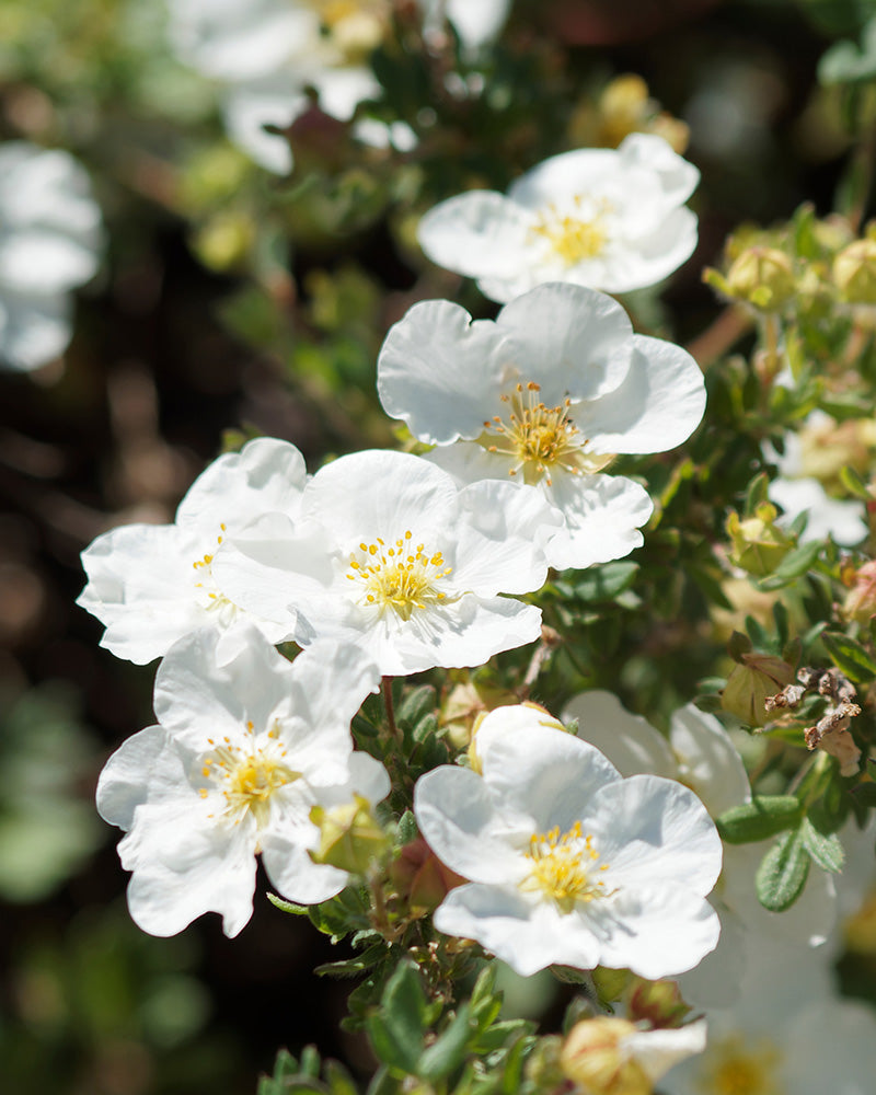Blüten des Weißer Fingerstrauches in voller Blüte