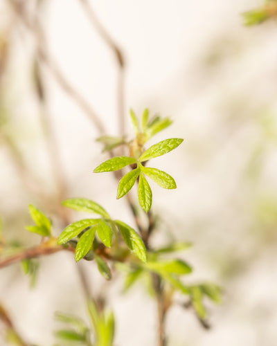 Nahaufnahme von frischen grünen Blättern, die aus dünnen Stielen vor einem weichen, unscharfen Hintergrund sprießen. Die jungen Blätter des Fingerstrauch-Trios haben eine leuchtende Farbe, die den Beginn ihres Wachstums und die Ankunft des Frühlings in Ihrem Garten anzeigt.