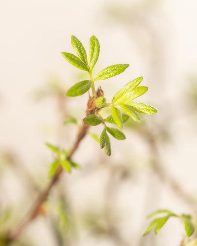 Nahaufnahme eines knospenden Astes mit kleinen, frischen grünen Blättern und zartem gelben Fingerstrauch vor einem unscharfen Hintergrund. Die Blätter sind beleuchtet und wirken hell und lebendig, was auf den Frühling hinweist.