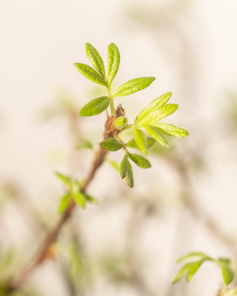 Nahaufnahme einer kleinen Fingerstrauch-Trio-Pflanze mit jungen, hellgrünen Blättern, die aus einem dünnen Zweig in einer ruhigen Gartenumgebung sprießen. Der Hintergrund ist sanft verschwommen, wodurch das frische Wachstum in der Bildmitte hervorgehoben wird. Die Szene ruft ein Gefühl von Neuanfang und natürlicher Schönheit hervor.