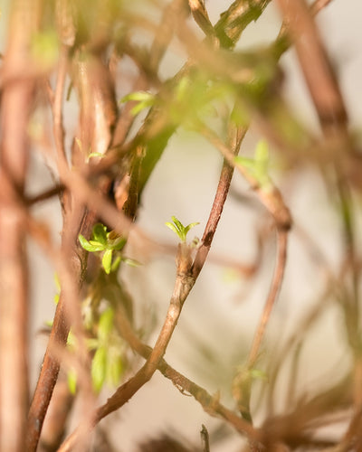 Nahaufnahme einer Pflanze mit dünnen, braunen Stielen und kleinen, jungen grünen Blättern, die aus den Zweigen sprießen. Zarte rosa Blüten betonen die Szene, während der Hintergrund sanft verschwommen ist und das neue Wachstum hervorhebt. Das Gesamtbild vermittelt ein Gefühl der Frühlingserneuerung und der pflegeleichten Schönheit von Rosa Fingerstrauch.