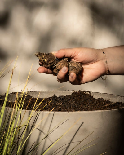 Eine Hand hält drei Blumenknollen der Prachtscharte (weiß) über einem mit Erde gefüllten Topf, bereit zum Bepflanzen. Im Vordergrund ist hohes Gras zu sehen, und der sanft beleuchtete Hintergrund erzeugt eine ruhige Gartenszene.