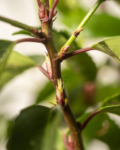 Detailaufnahme der Prunus lusitanica-Pflanze