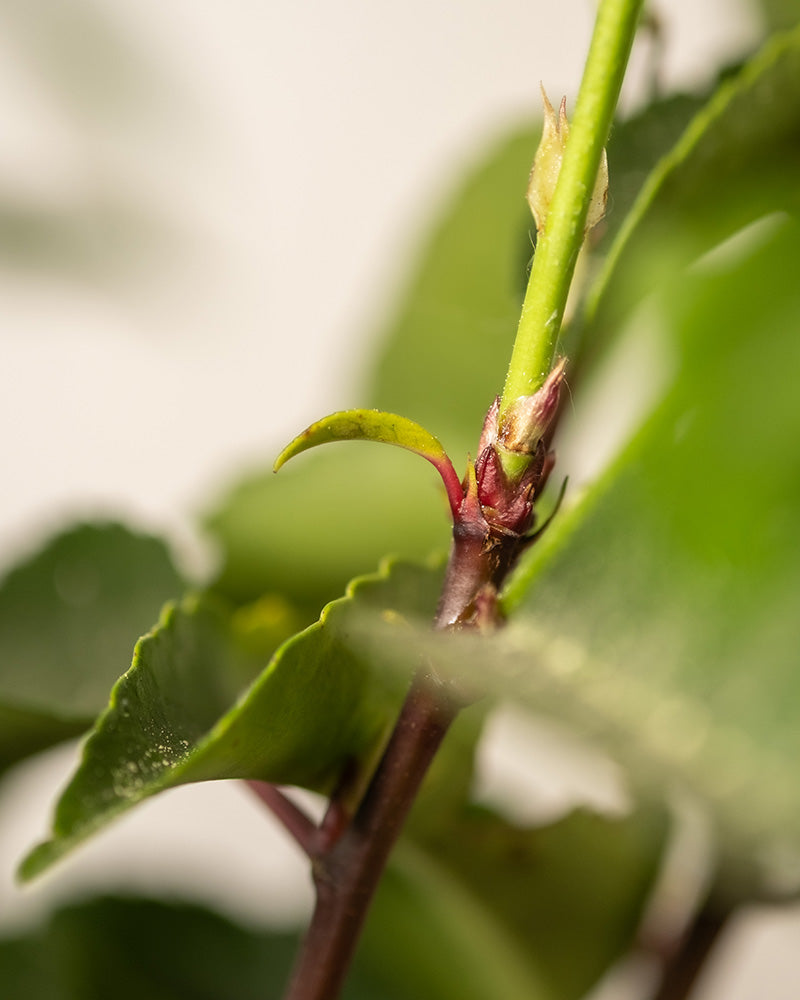 Detailaufnahme der Prunus lusitanica-Pflanze