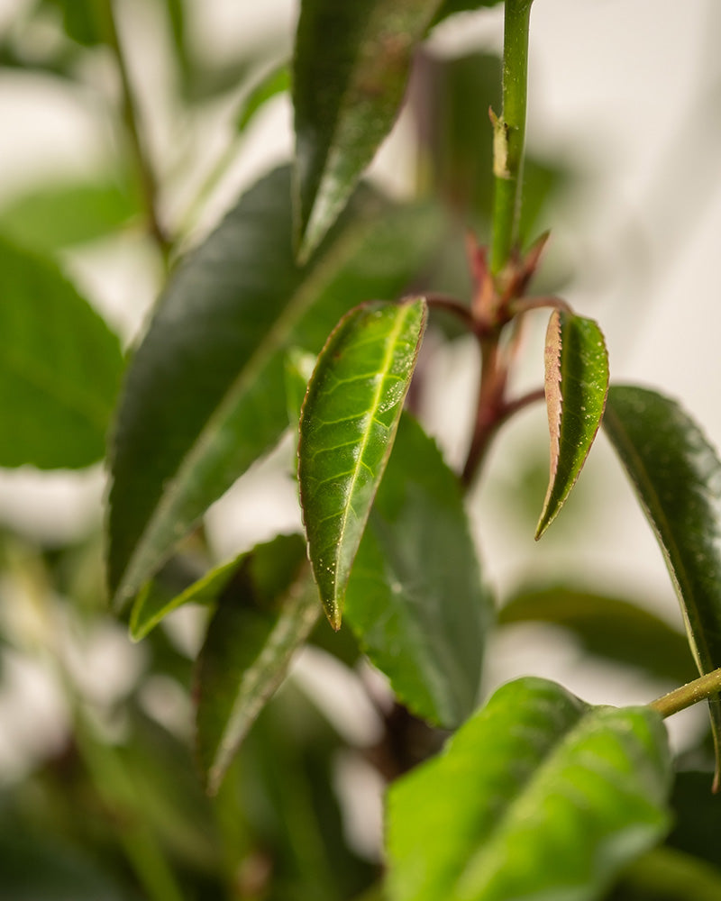 Detailaufnahme der Prunus lusitanica-Pflanze