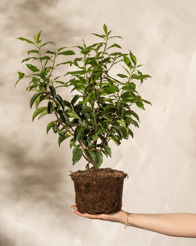 Die Prunus lusitanica-Pflanze in der Hand