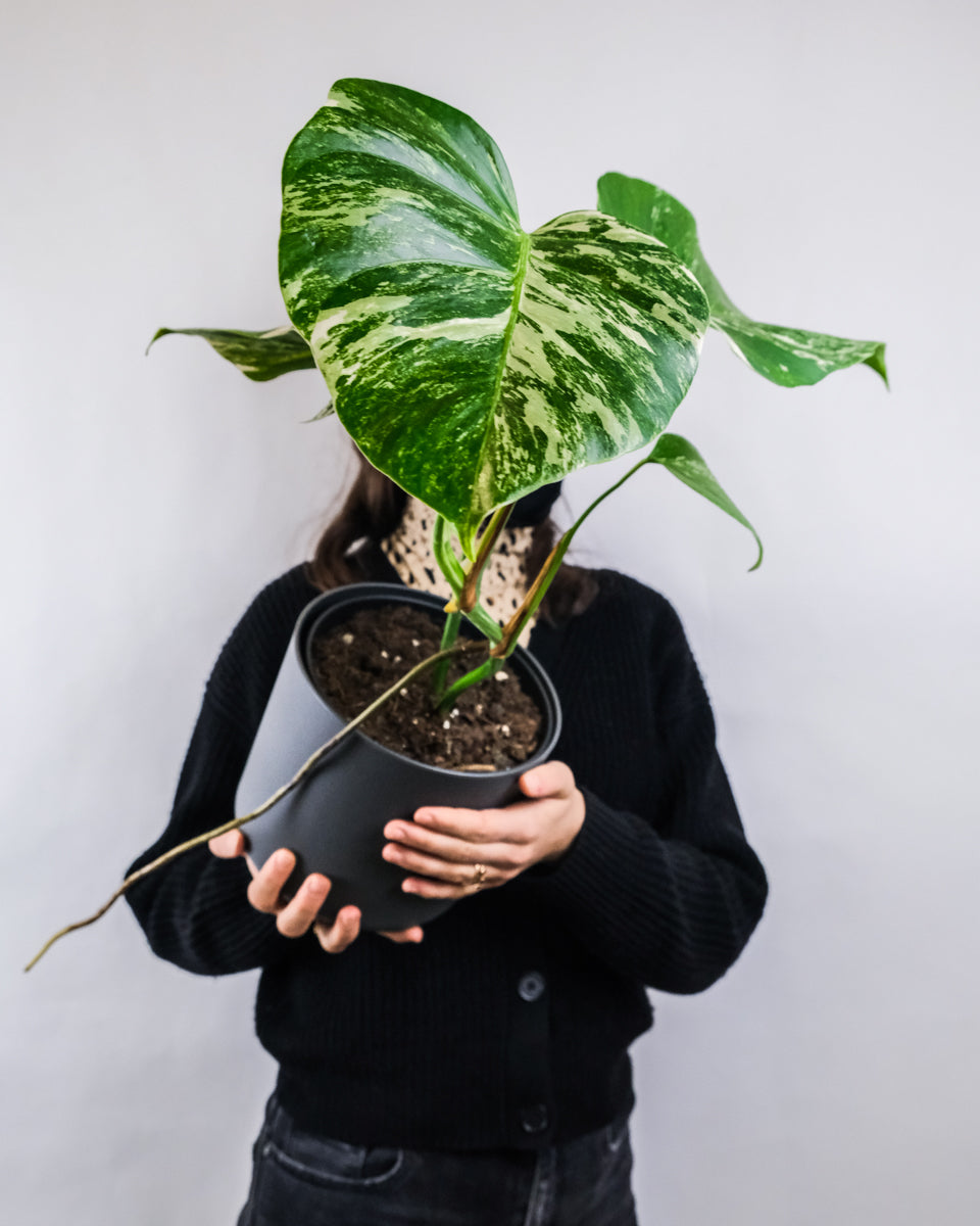 Monstera variegata im anthrazit Übertopf in zwei Händen gehalten vor dem Körper