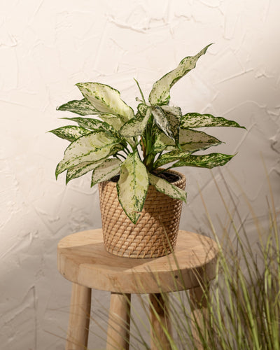 Eine grün-weiß panaschierte Topfpflanze steht in einem Pflanzenkorb aus Rattan (Calen | 14 cm Ø) auf einem Holzhocker vor einer strukturierten, cremefarbenen Wand, im rechten Vordergrund ist hohes Gras zu sehen.