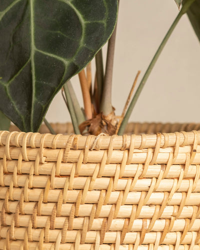 Nahaufnahme eines Pflanzenkorbs aus Rattan (Calen | 25 cm Ø) mit grünen Pflanzenstängeln und großen dunkelgrünen Blättern mit weißen Adern. Der Korb weist ein natürliches, strukturiertes Muster auf.