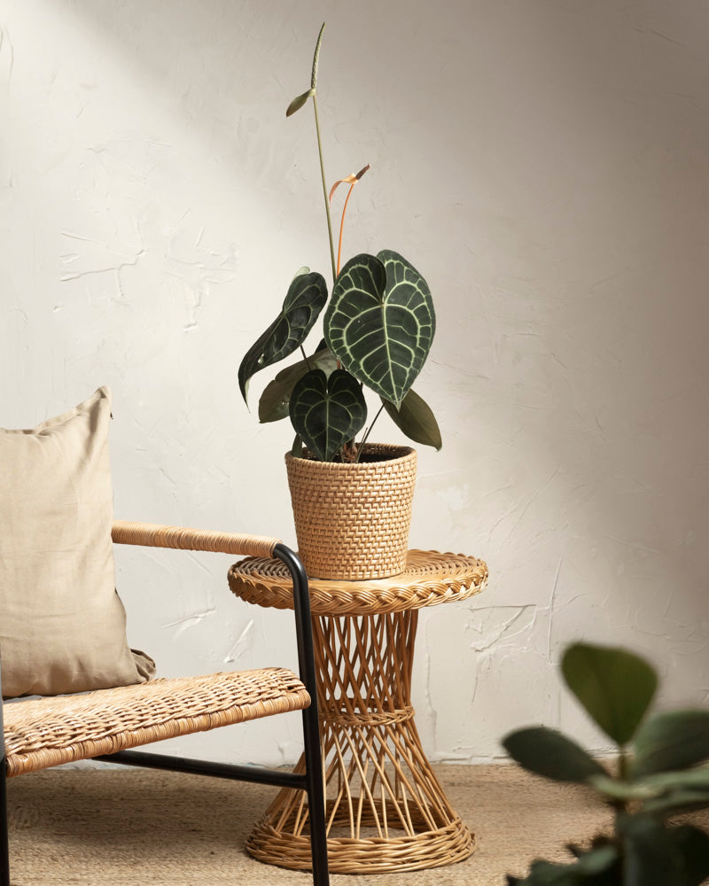 Eine Topfpflanze mit großen, dunkelgrünen Blättern steht im Pflanzenkorb aus Rattan (Calen | 18 cm Ø) auf einem Beistelltisch aus geflochtenem Rattan neben einem Korbstuhl mit beigem Kissen vor einer strukturierten hellen Wand.
