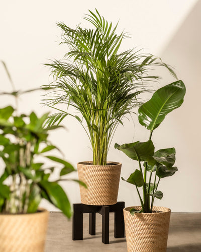 Drei Zimmerpflanzen werden in handgefertigten Pflanzenkörben aus Rattan (Calen | 25 cm Ø) präsentiert, einer davon auf einem schwarzen Ständer. Die Szene ist hell beleuchtet und erzeugt Schatten auf dem neutralen Hintergrund.