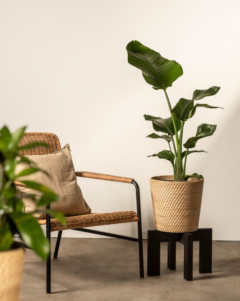 Ein Rattanstuhl mit beigem Kissen steht neben einer großen grünen Pflanze im Pflanzenkorb aus Rattan (Calen | 30 cm Ø) auf einem schwarzen Ständer vor einer schlichten weißen Wand und Betonboden. Im Vordergrund ist eine weitere Pflanze teilweise sichtbar.