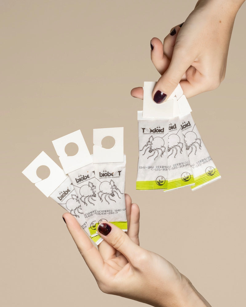 Zwei Hände halten mehrere Packungen "Raubmilben gegen Thripse" mit weißem Deckel, grünem Boden und einer Ziege, die Nützlingen wie Raubmilben bei der Bekämpfung von Thripsen helfen soll, vor einem beigen Hintergrund.