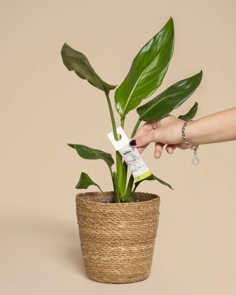 Eine Hand platziert ein Pflanzenpflegeetikett an einer Blattpflanze in einem geflochtenen Korb, auf dem Tipps zur Thripse-Bekämpfung und die Vorteile der Verwendung von Raubmilben gegen Thripse als wirksame Nützlinge hervorgehoben werden, alles vor einem beigen Hintergrund.