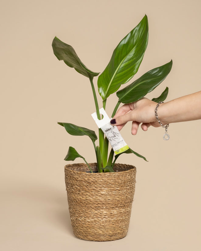 Eine Hand platziert ein Pflanzenpflegeetikett an einer Blattpflanze in einem geflochtenen Korb, auf dem Tipps zur Thripse-Bekämpfung und die Vorteile der Verwendung von Raubmilben gegen Thripse als wirksame Nützlinge hervorgehoben werden, alles vor einem beigen Hintergrund.