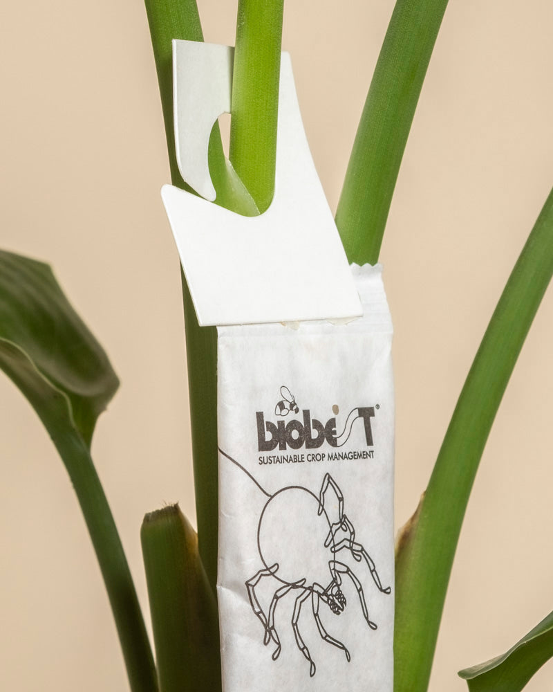 Ein weißer Raubmilben gegen Thripse Beutel mit einem Spinnenbild hängt an einem weißen Papierhaken am grünen Stiel einer Pflanze. Diese Nützlinge sind ideal zur Thripsbekämpfung und bieten einen natürlichen und wirksamen Schutz.