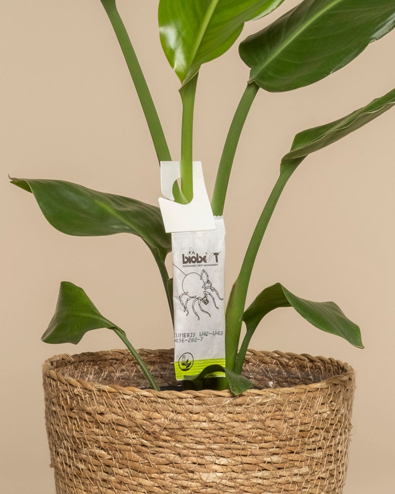 Eine grüne Zimmerpflanze mit großen Blättern steht in einem geflochtenen Pflanzkorb. An einem Stängel ist ein weißes Schild mit schwarzen Illustrationen und Text über Raubmilben gegen Thripse befestigt. Der Hintergrund ist hellbeige.