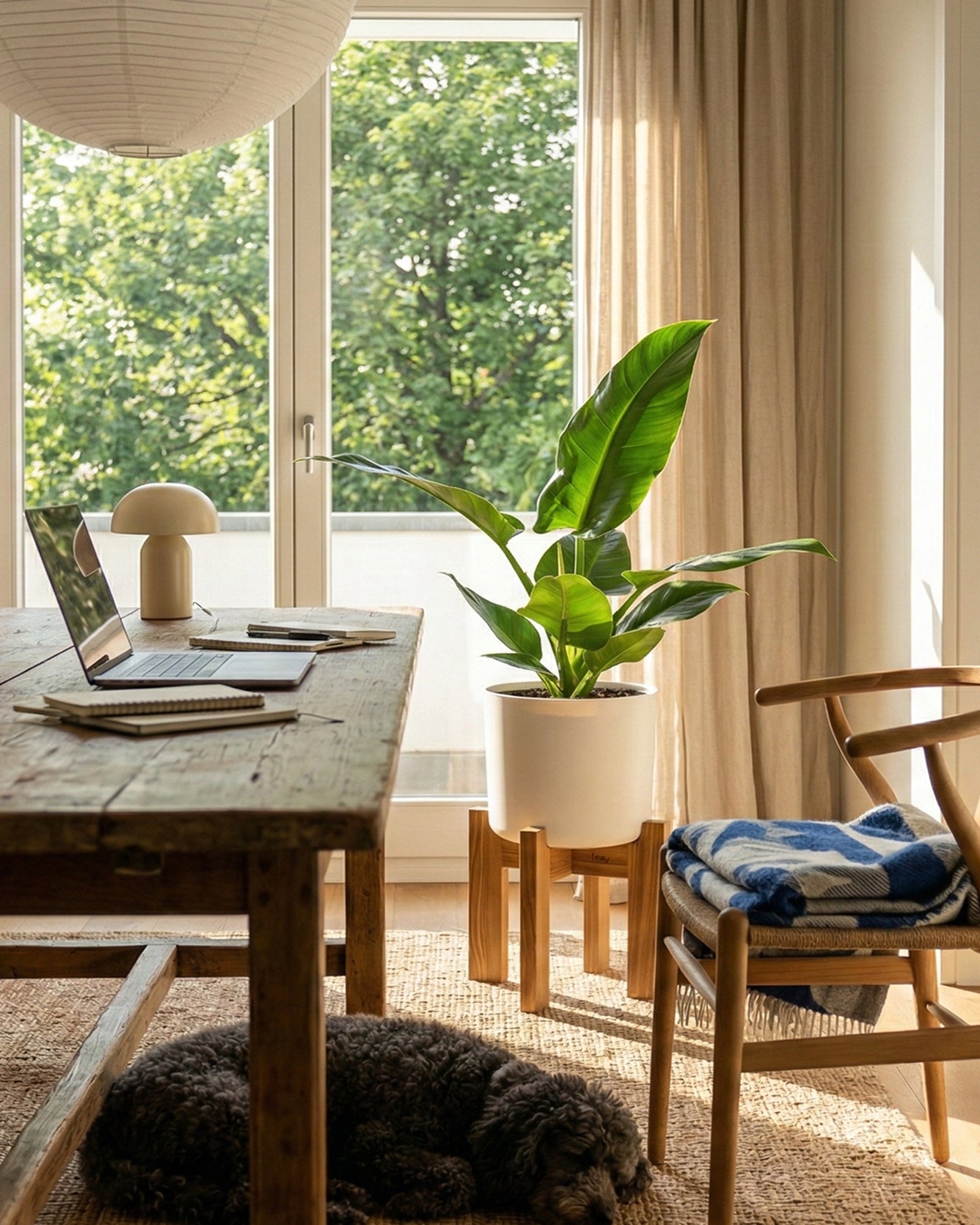 Philodendron 'Imperial Green' XL